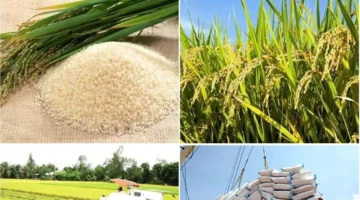 استقرار الأسعار.. ثبات قيمة أرز OM 18 عند 6500 دونغ في الأسواق الفيتنامية